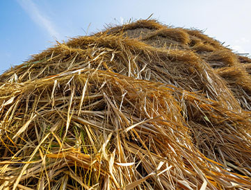 Biomass